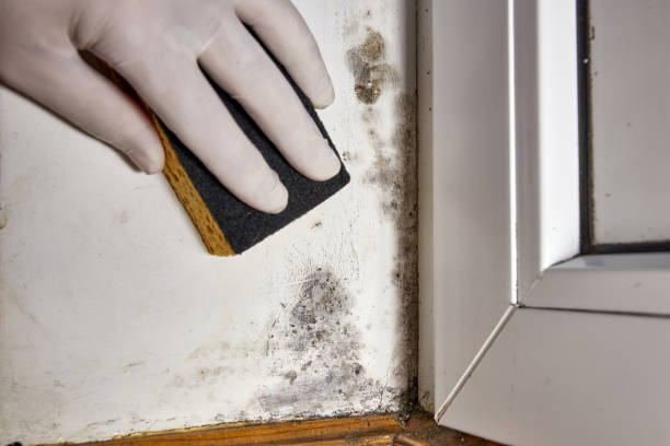 Mold Removal